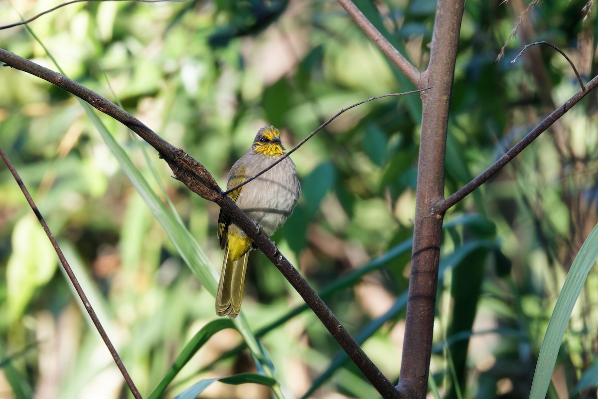 Bulbul de Finlayson - ML646505439