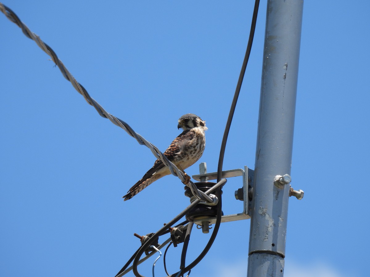 Воробьиная пустельга - ML646505440