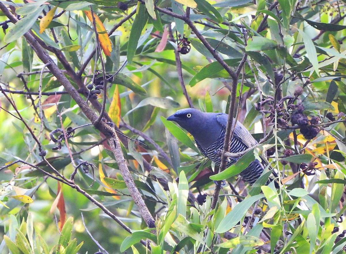 Oruguero Lineado - ML646505441