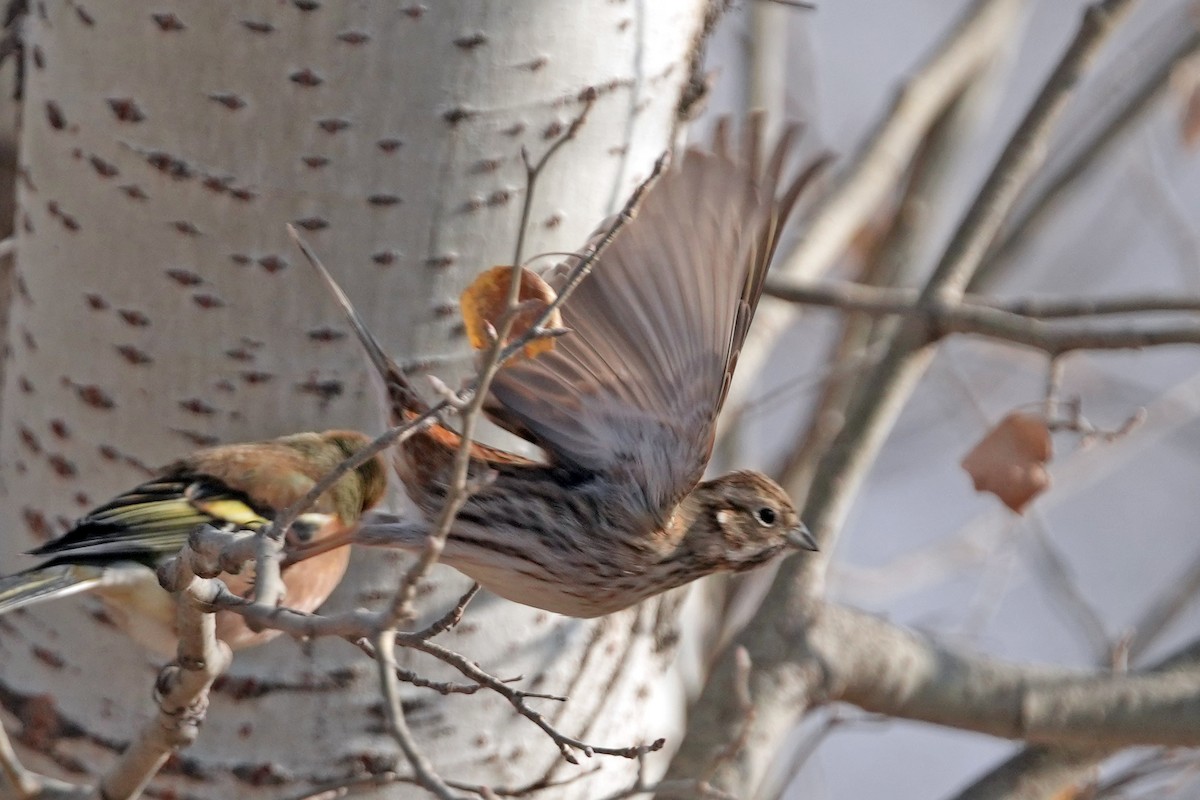 Escribano Cabeciblanco - ML646505442