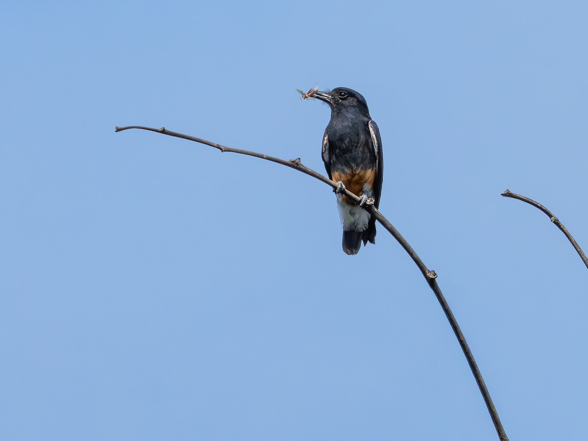 Buco Golondrina - ML646505443