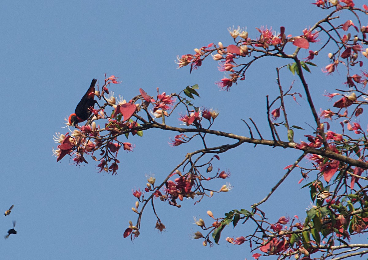 Malimbo Culirrojo - ML646505445