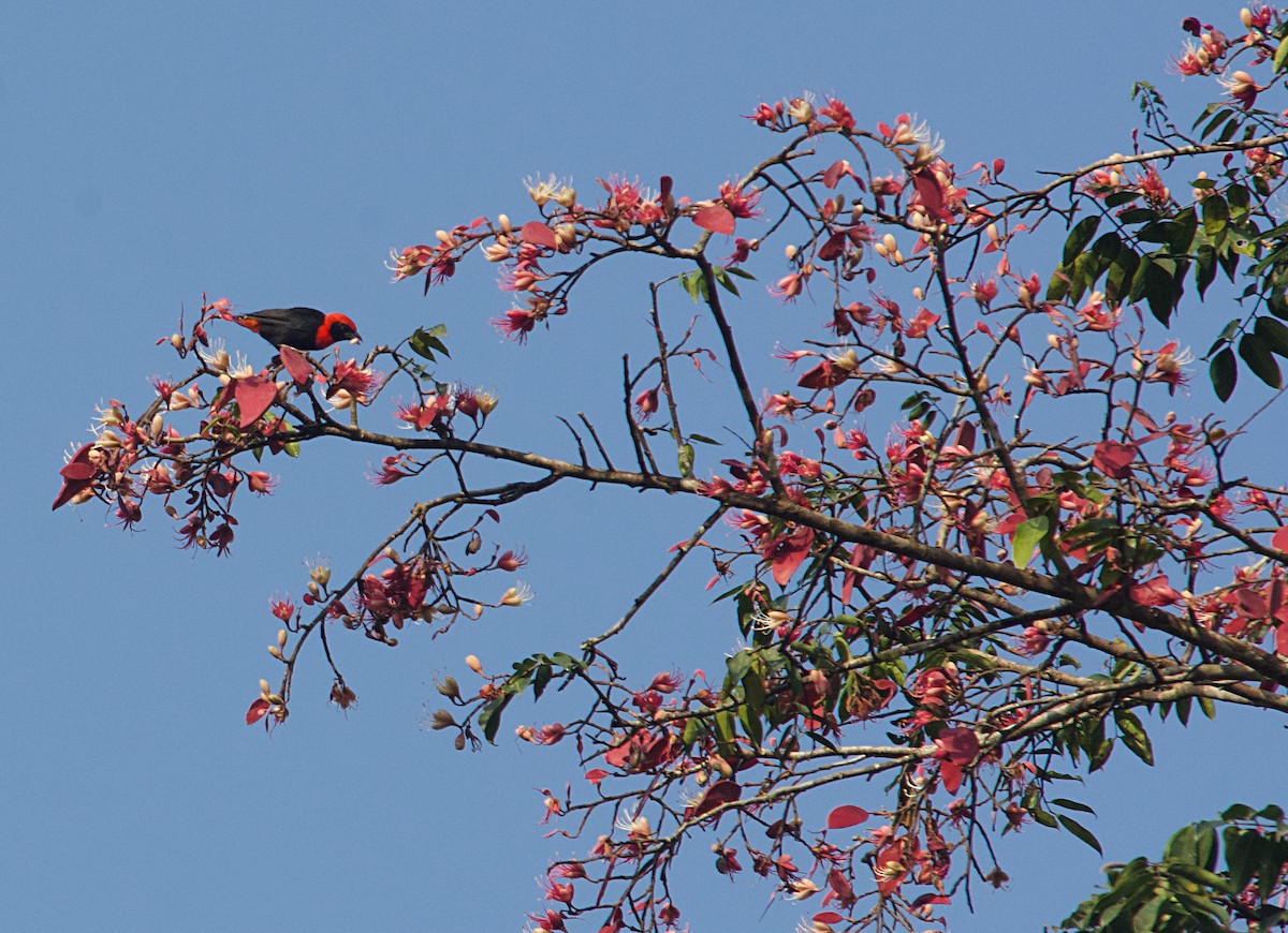 Malimbo Culirrojo - ML646505446