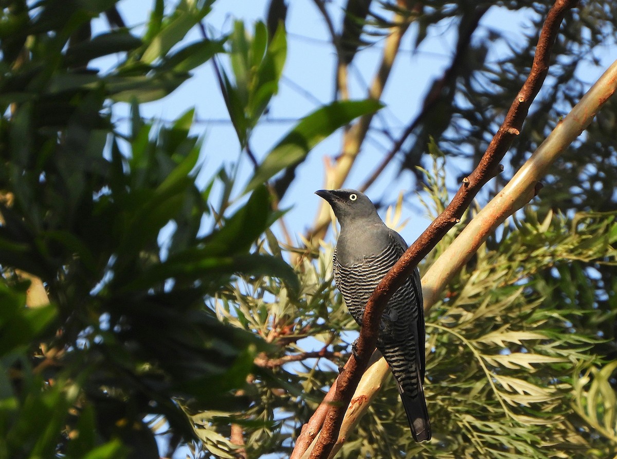 Barred Cuckooshrike - ML646505447
