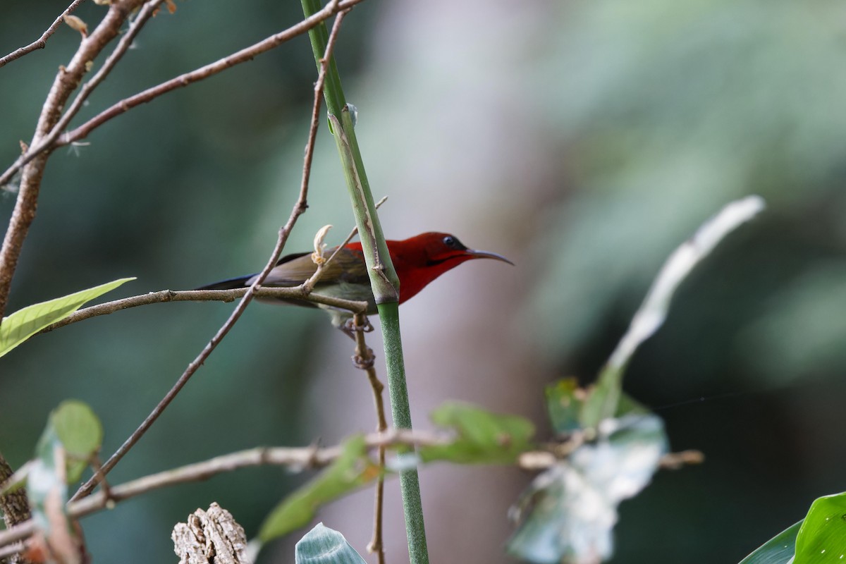 Crimson Sunbird - ML646505448