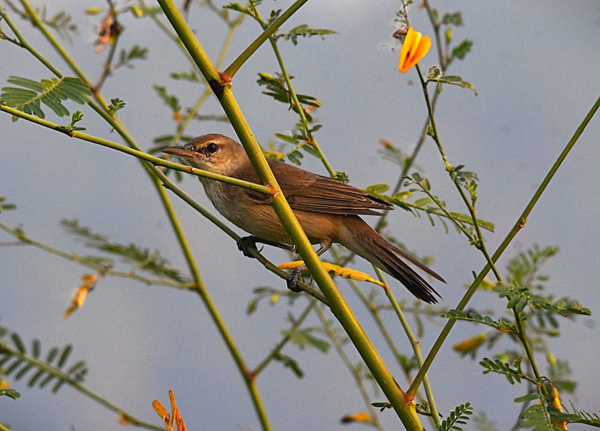 Өмнөдийн охил бялзуухай - ML646505449