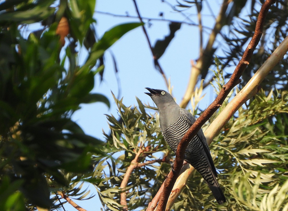 Barred Cuckooshrike - ML646505452