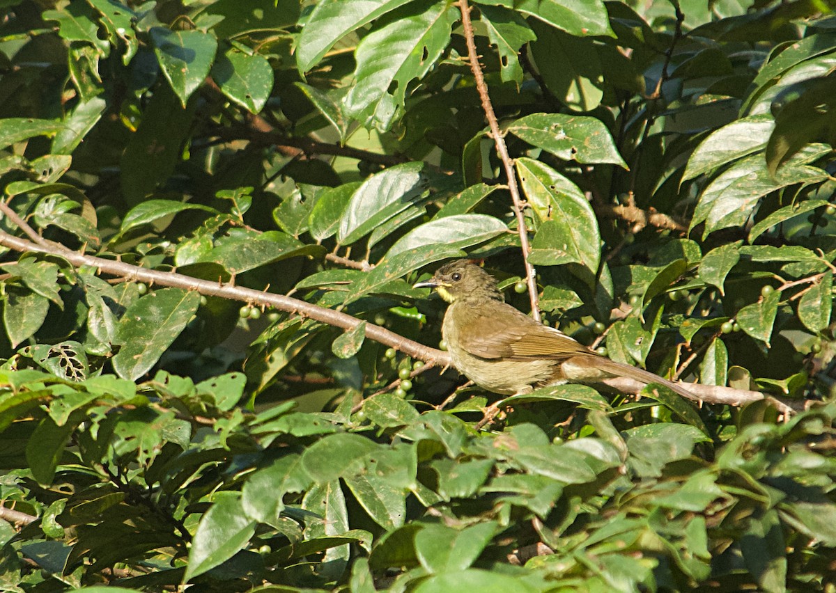 Желтоусый бюльбюль - ML646505458