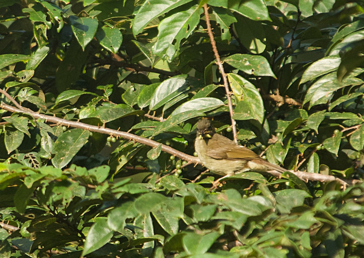 Желтоусый бюльбюль - ML646505459