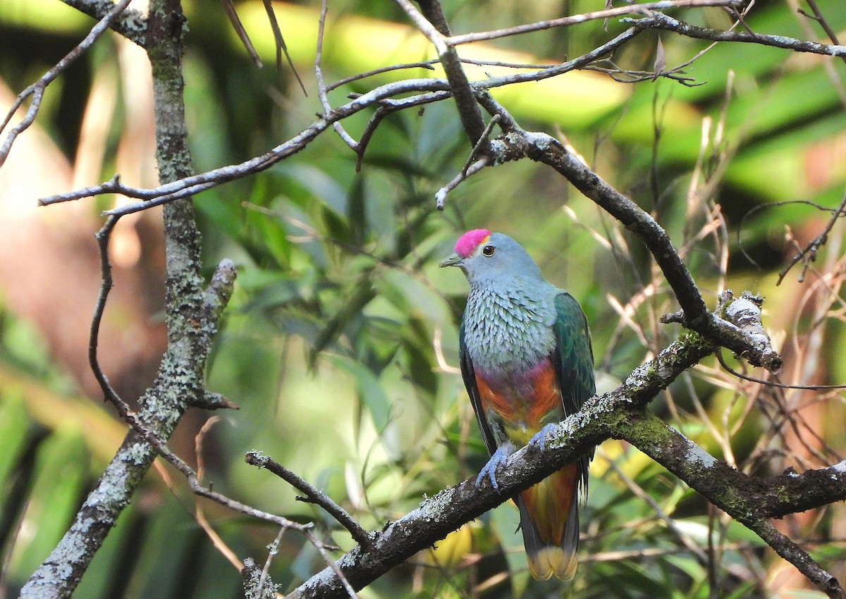 Rose-crowned Fruit-Dove - ML646505460