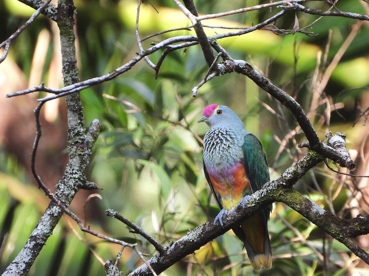 Rose-crowned Fruit-Dove - ML646505461