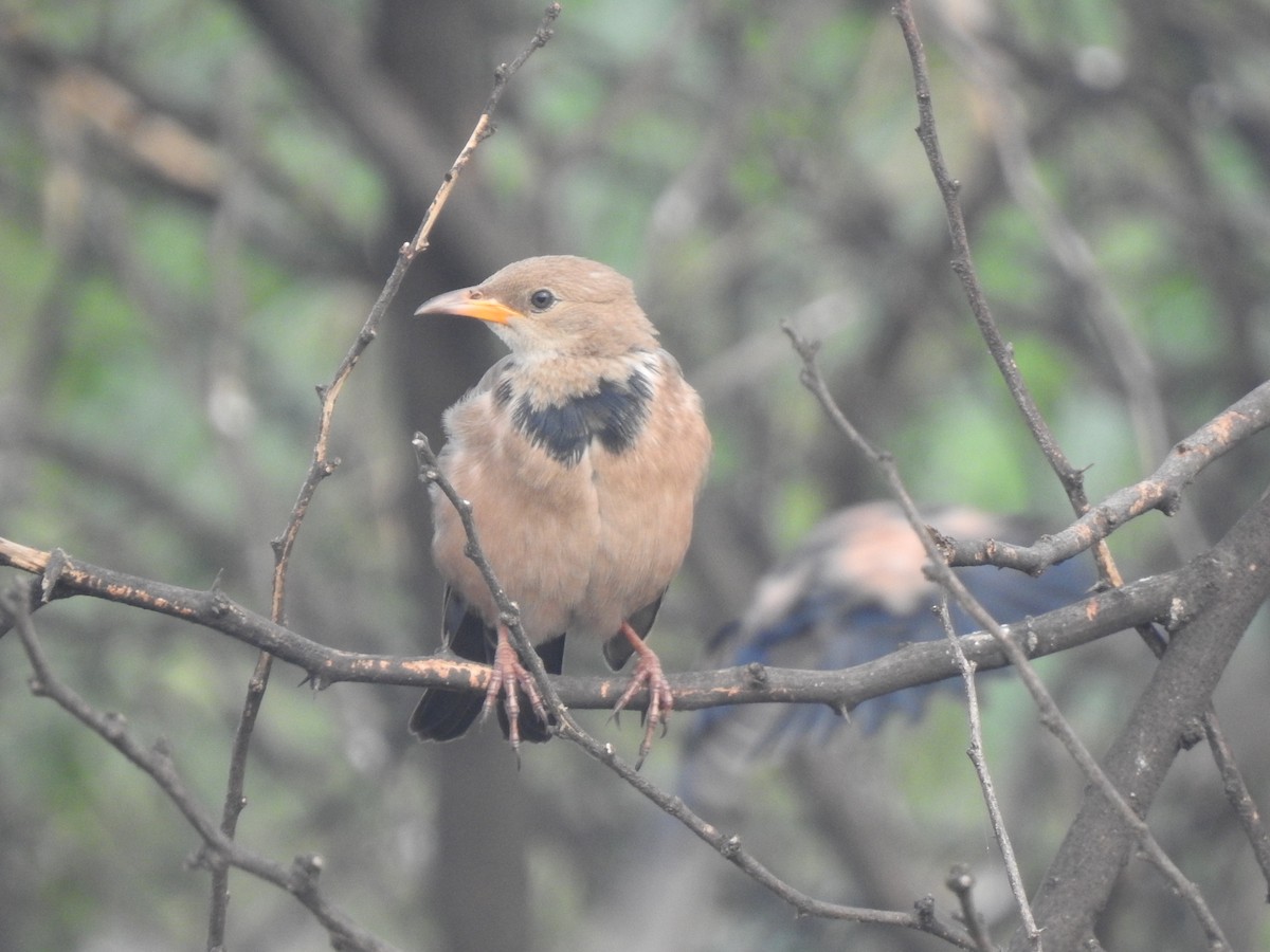 Rosy Starling - ML646505464