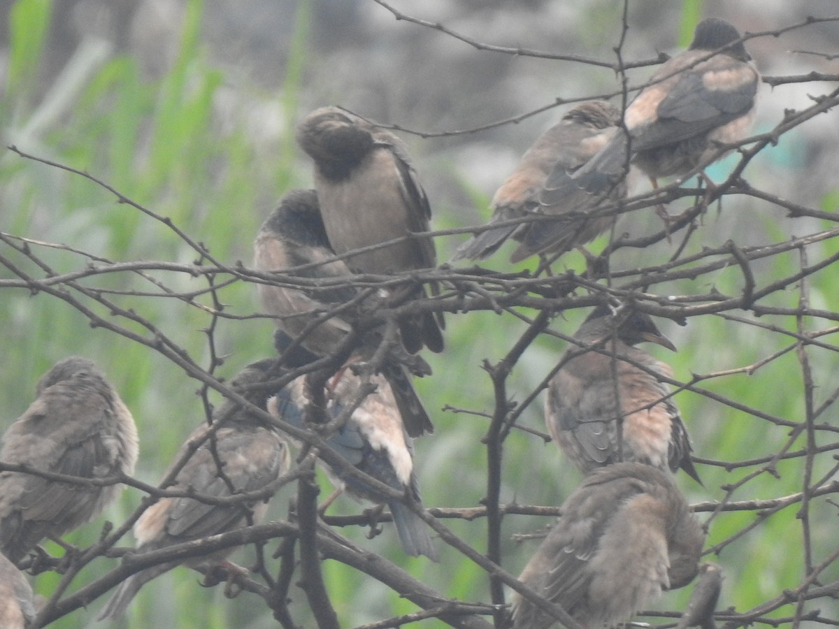 Rosy Starling - ML646505465