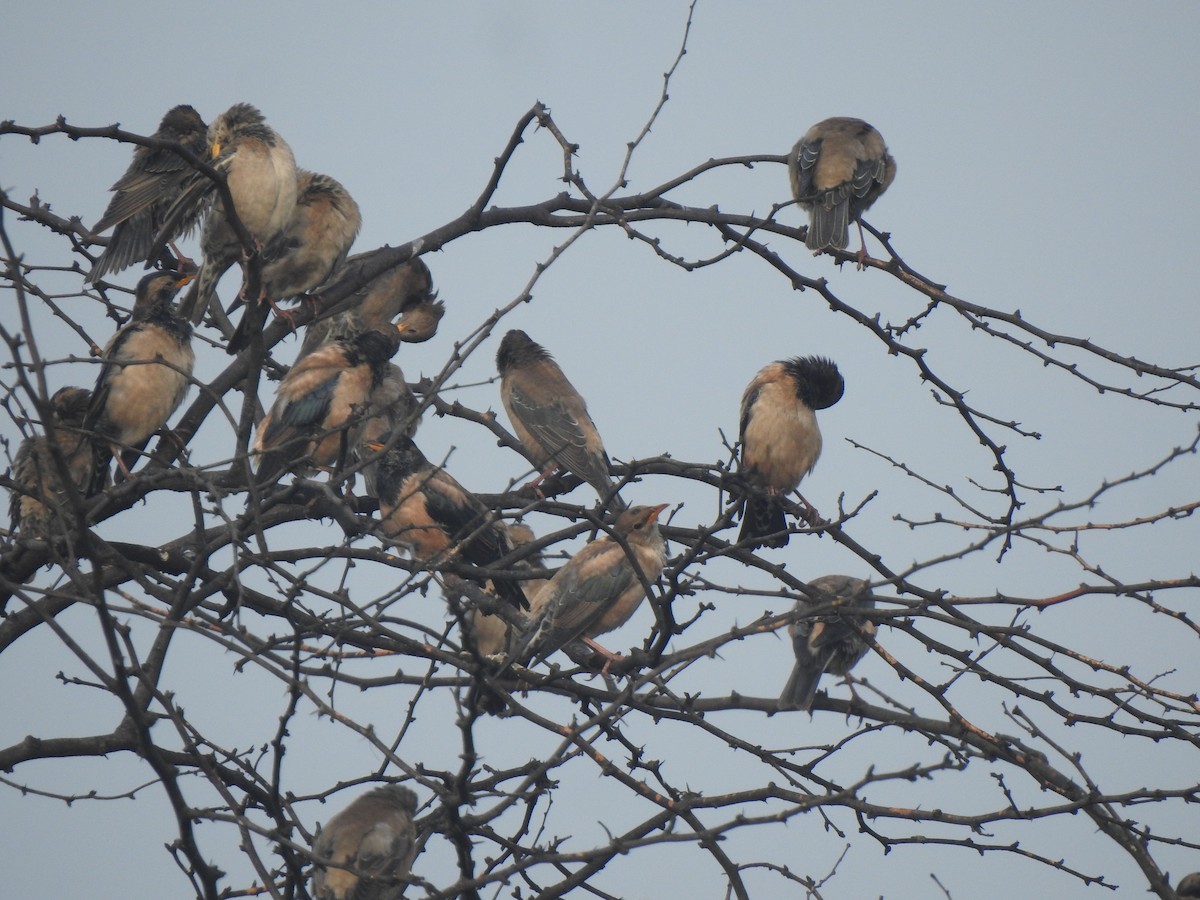 Rosy Starling - ML646505466