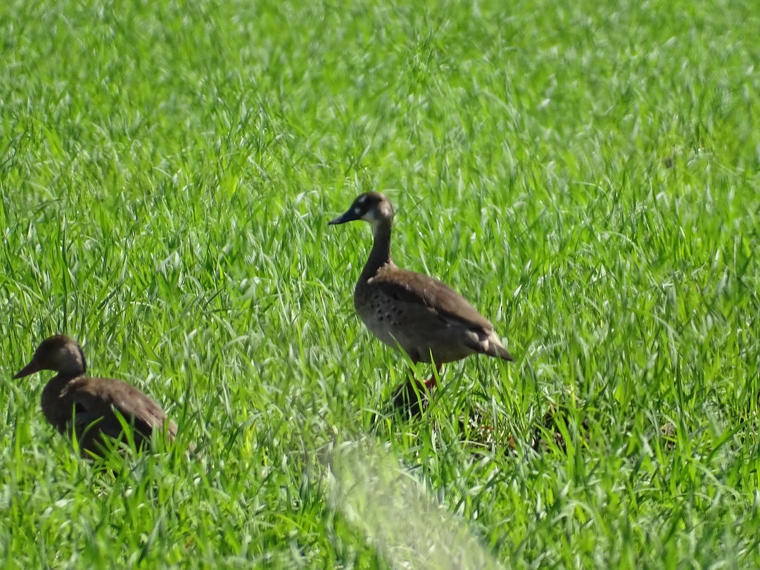 Brazilian Teal - ML646505471