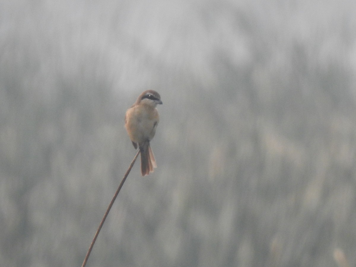 Brown Shrike - ML646505472