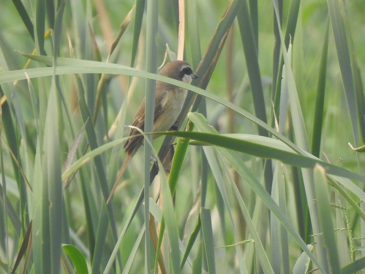 Brown Shrike - ML646505473
