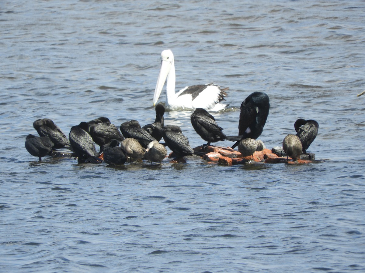 Little Black Cormorant - ML646505474