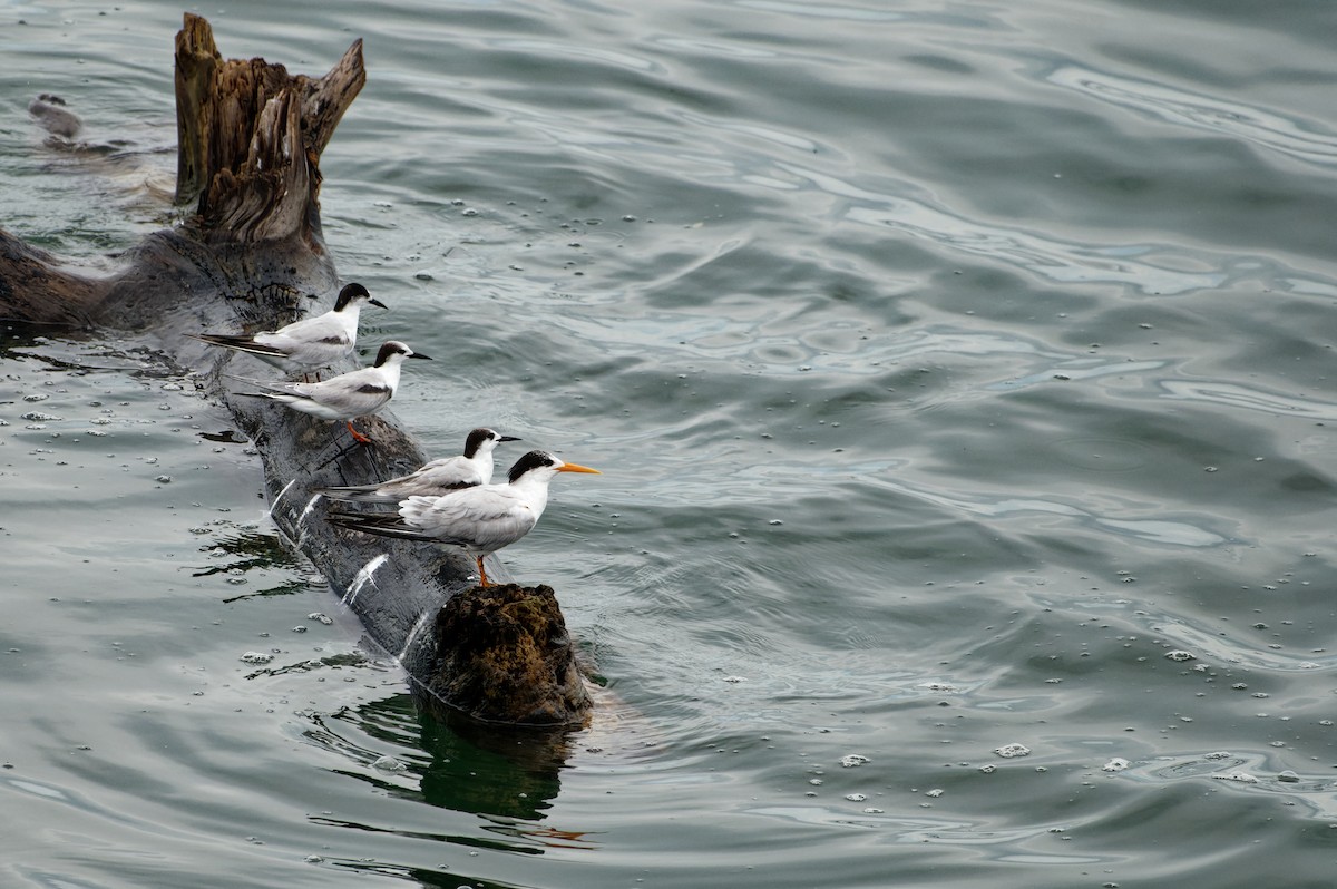 Charrán Elegante - ML646505475