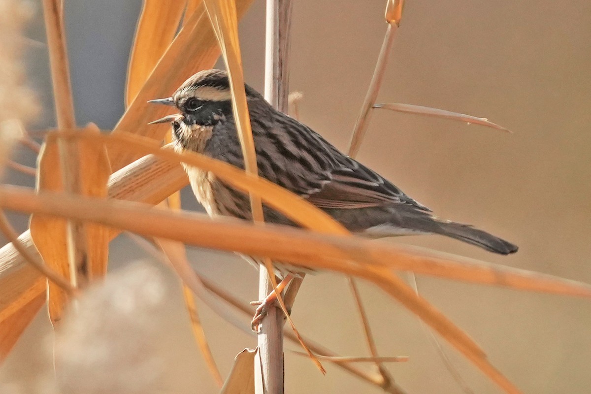 Black-throated Accentor - ML646505476