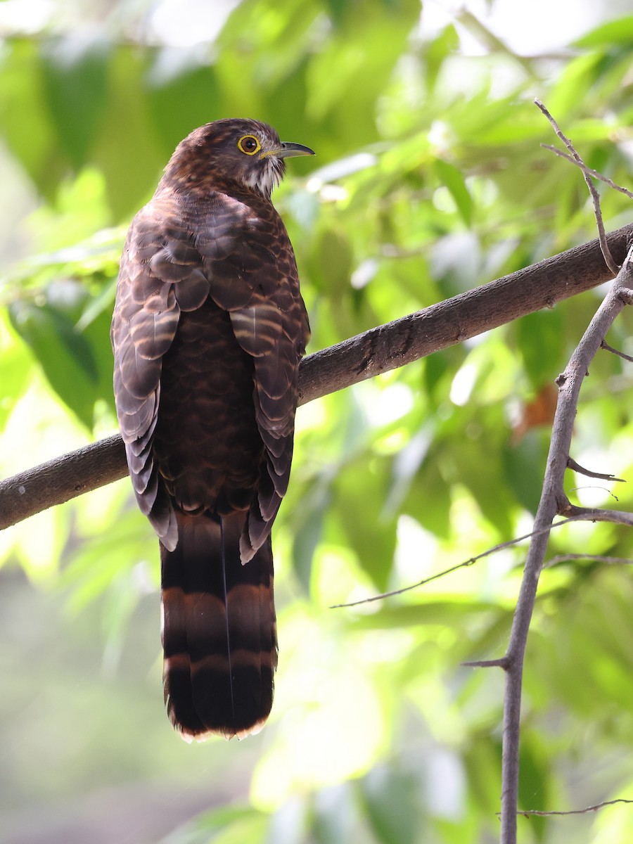 Sperberkuckuck - ML646505481