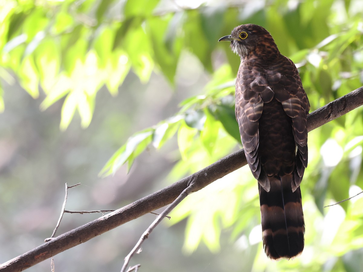 Sperberkuckuck - ML646505482