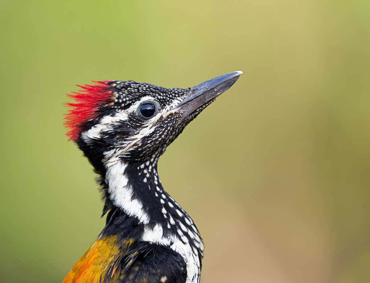 Black-rumped Flameback - ML646505483