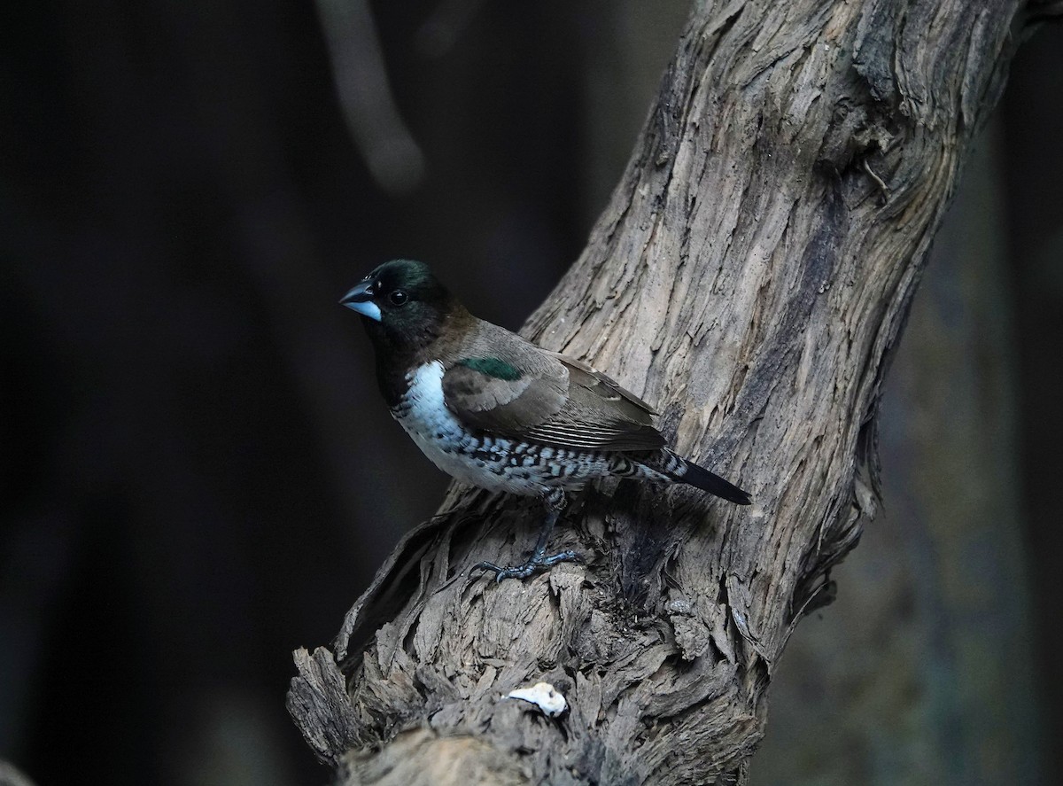 Bronze Mannikin - ML646505503