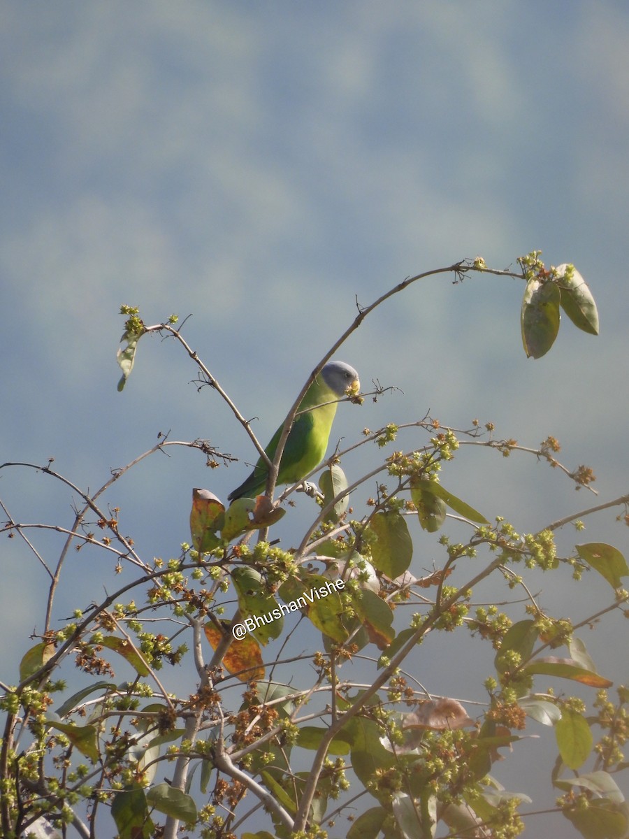 Plum-headed Parakeet - ML646505506