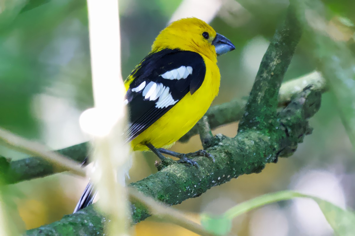 Golden Grosbeak - ML646505507