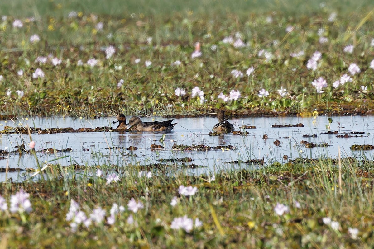 hvízdák eurasijský - ML646505510