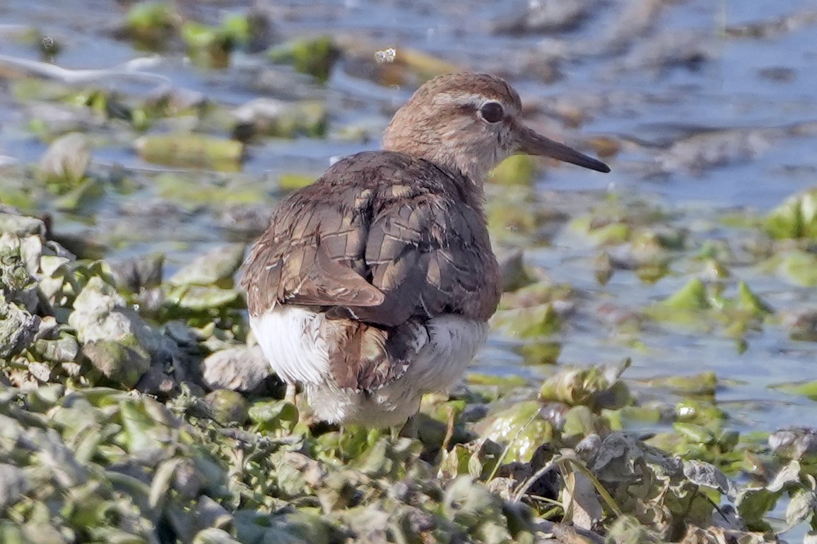 Common Sandpiper - ML646505512