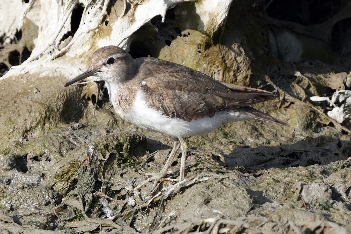 Common Sandpiper - ML646505513