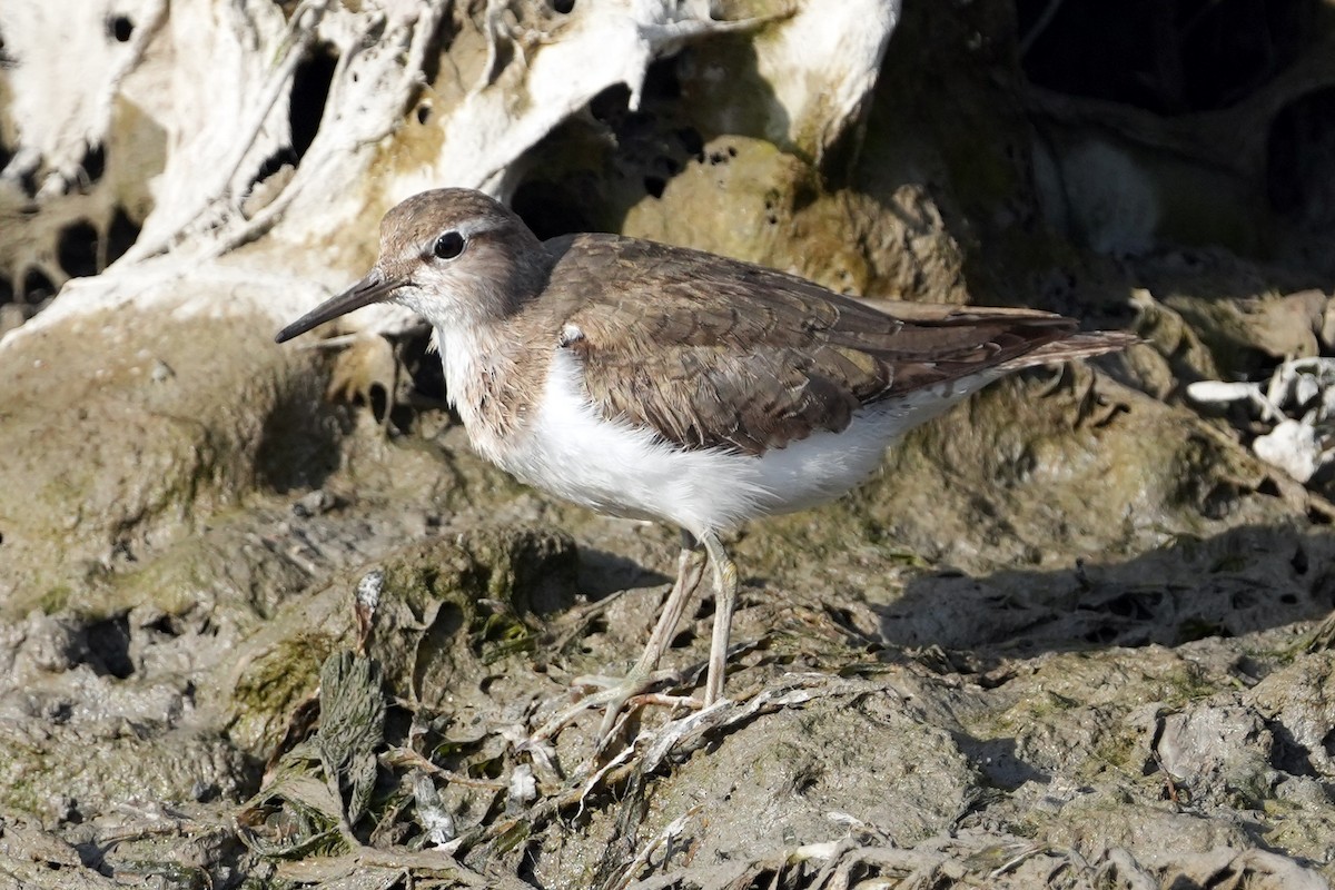 Common Sandpiper - ML646505514