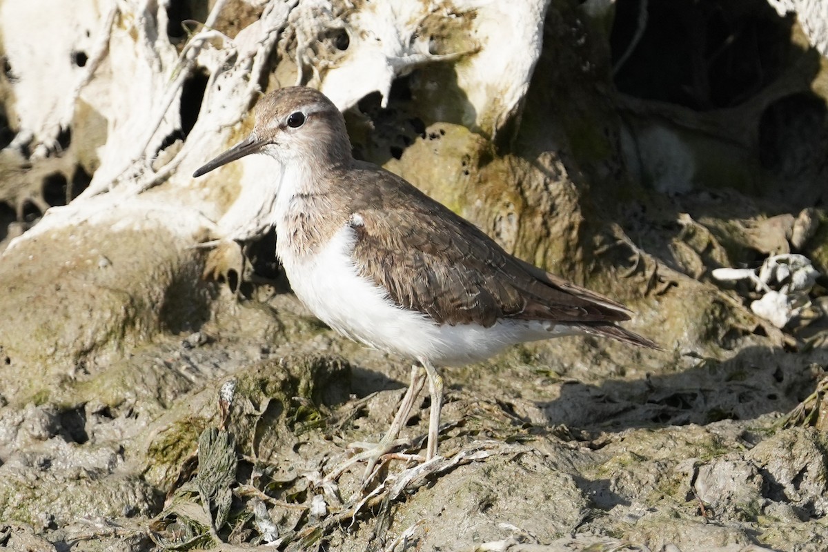 Common Sandpiper - ML646505516