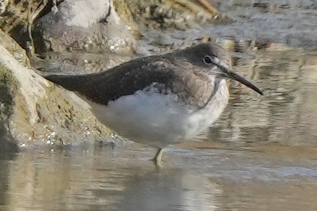 Green Sandpiper - ML646505517