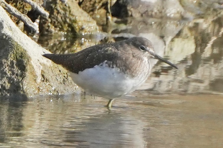 Green Sandpiper - ML646505518