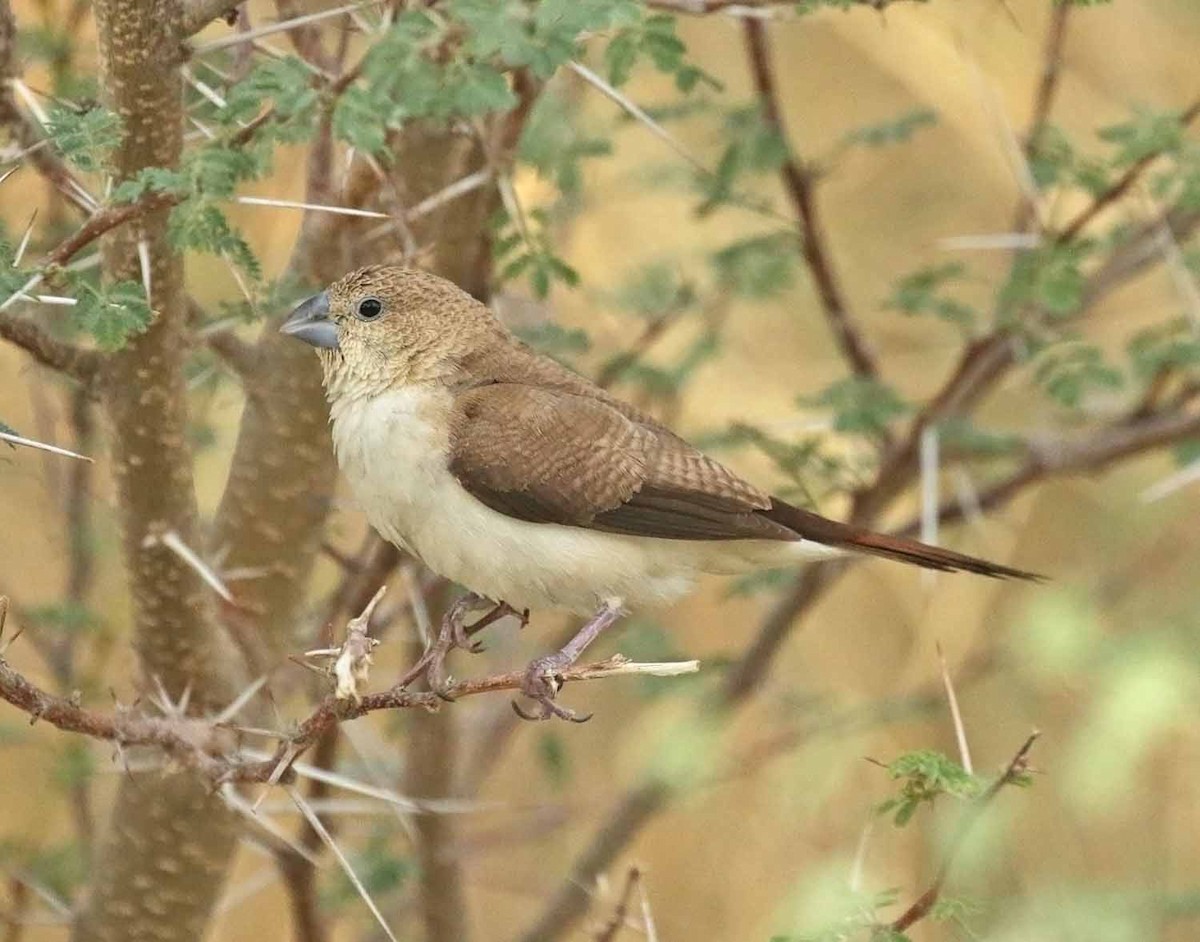 כסוף-מקור אפריקני - ML646505520