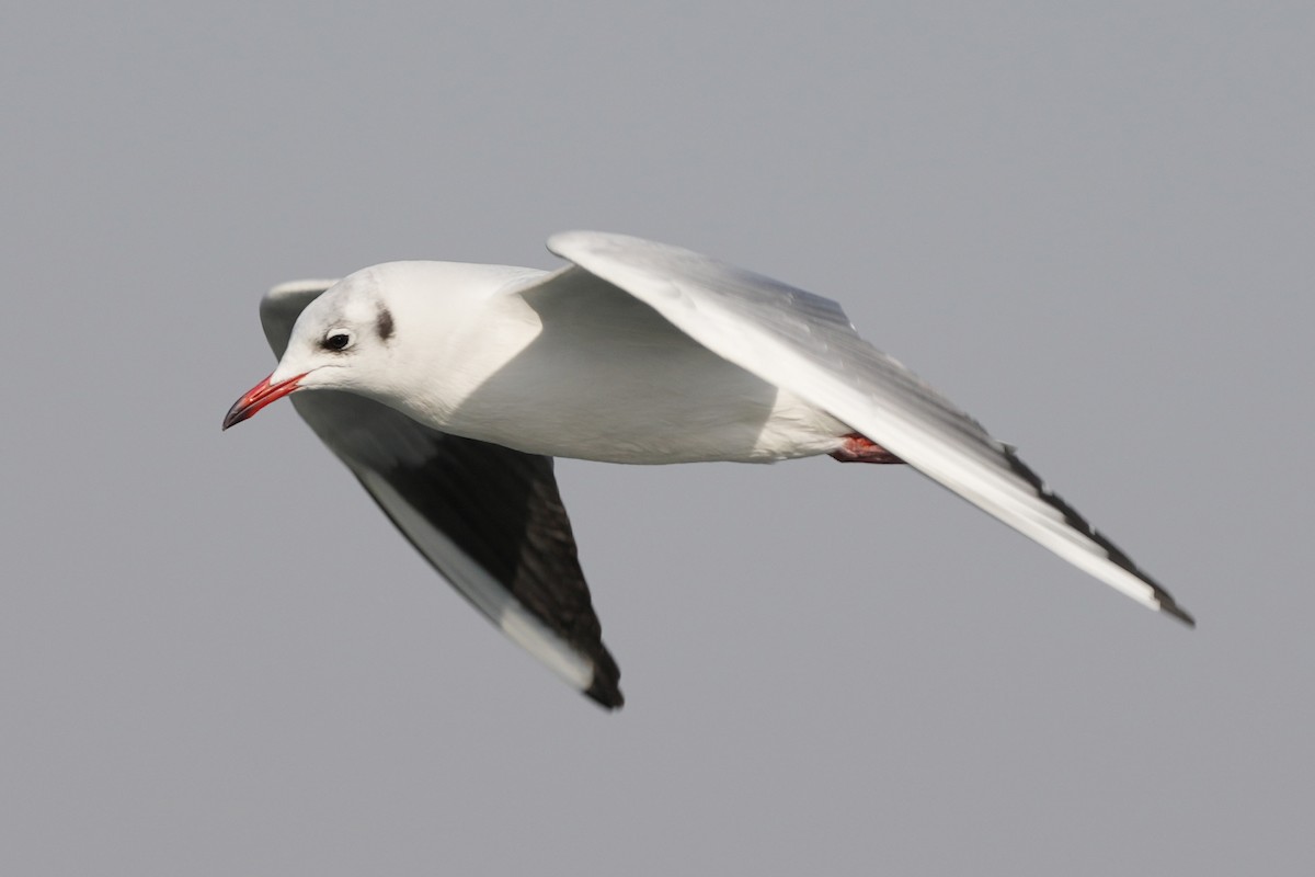 Black-headed Gull - ML646505521