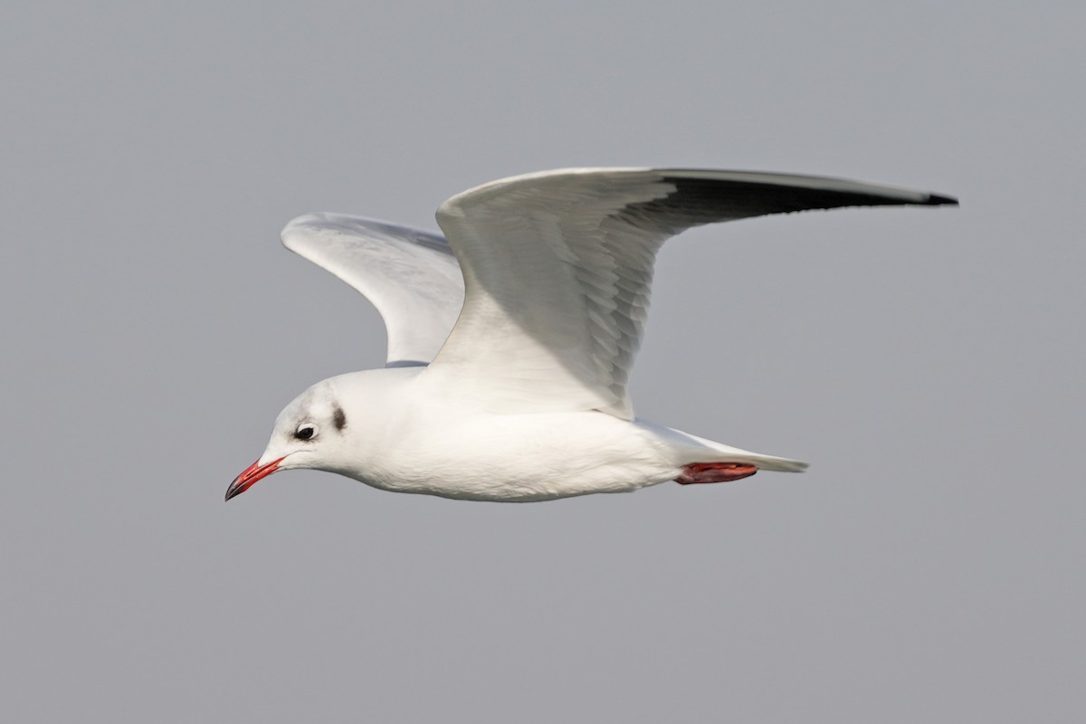 Black-headed Gull - ML646505522