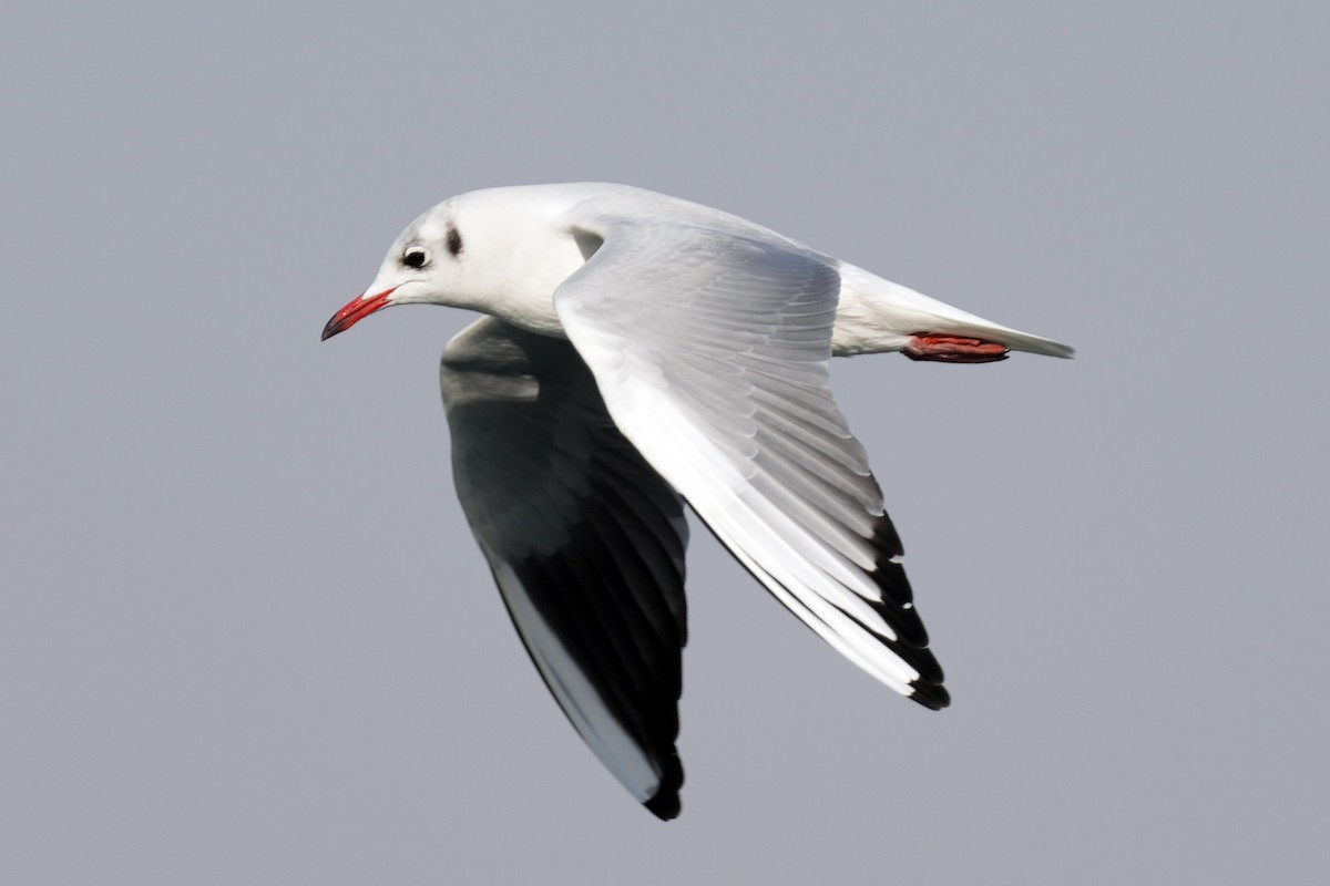 Black-headed Gull - ML646505523