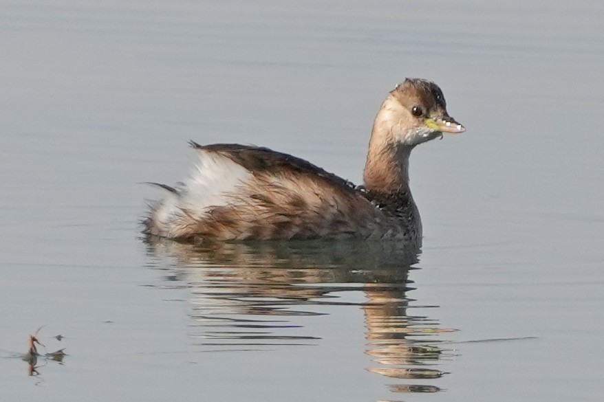 Little Grebe - ML646505526