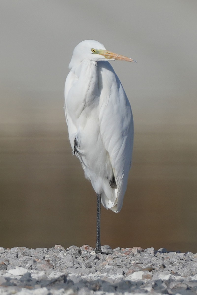 Great Egret - ML646505529