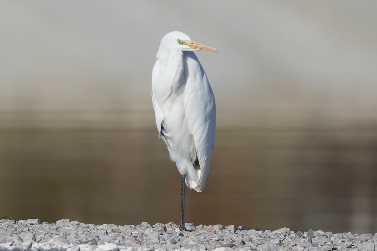 Great Egret - ML646505530