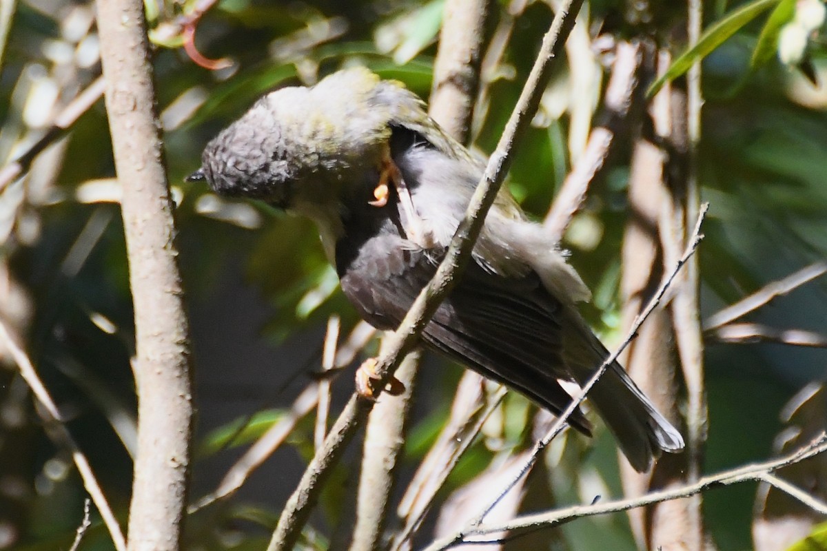 Буроголовая медвянка - ML646505531