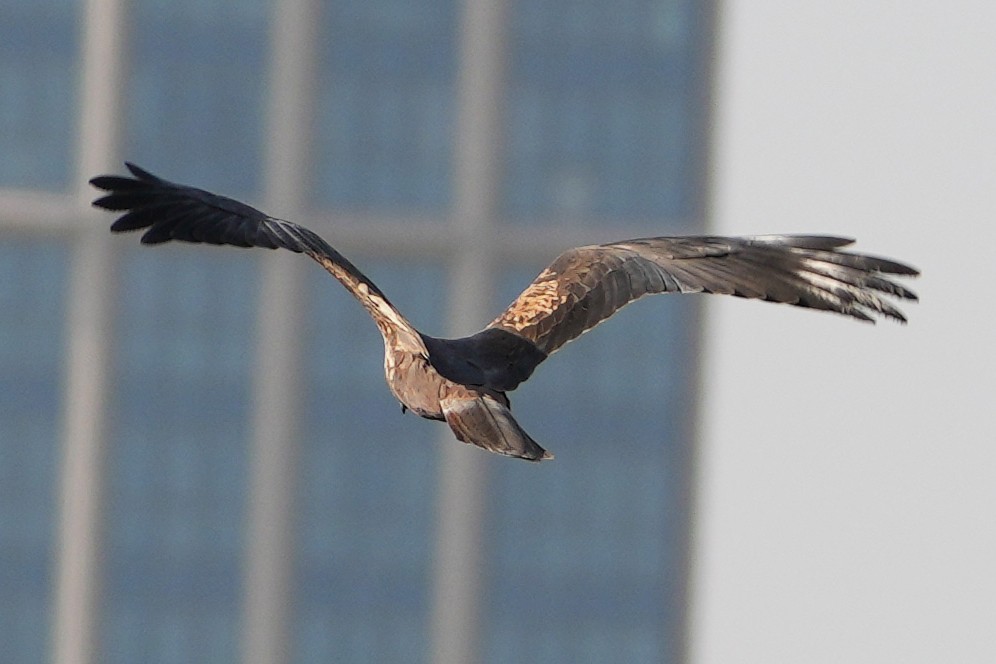 Western Marsh Harrier - ML646505534