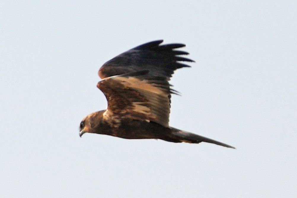 Western Marsh Harrier - ML646505535