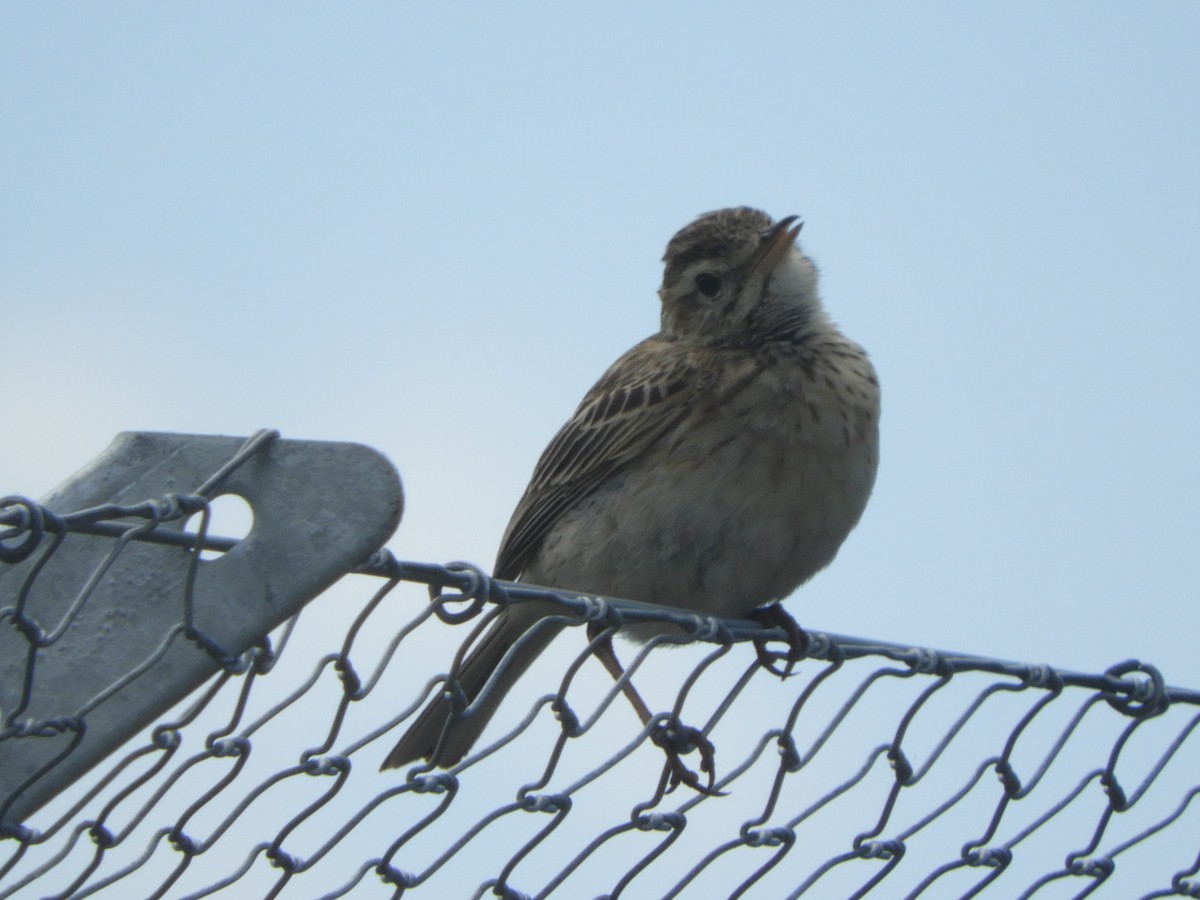 Australian Pipit - ML646505537