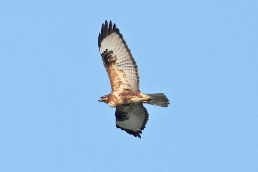 káně bělochvostá - ML646505539