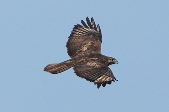 káně bělochvostá - ML646505540